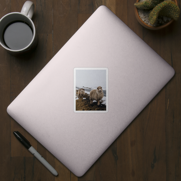 Photograph of cute sheep beside road in Faroe Islands by keeplooping